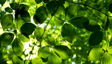 E-learning: ISO 14001:2015 Requirements Course